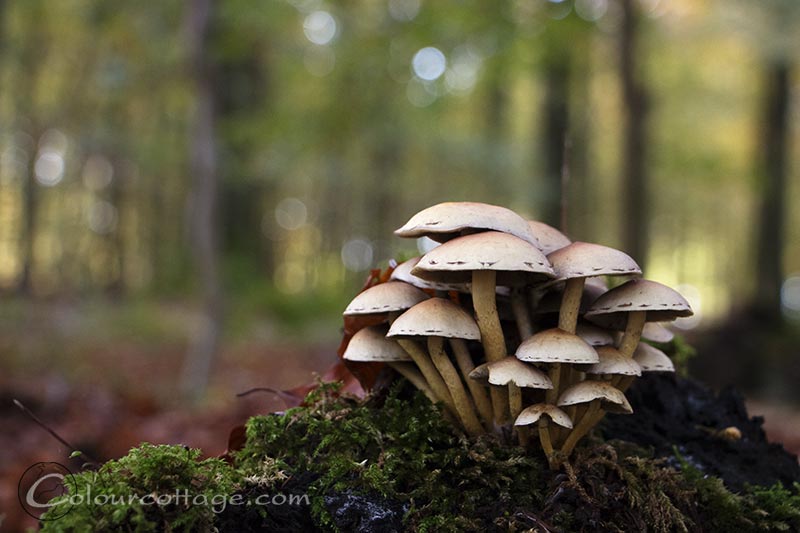 mushrooms08