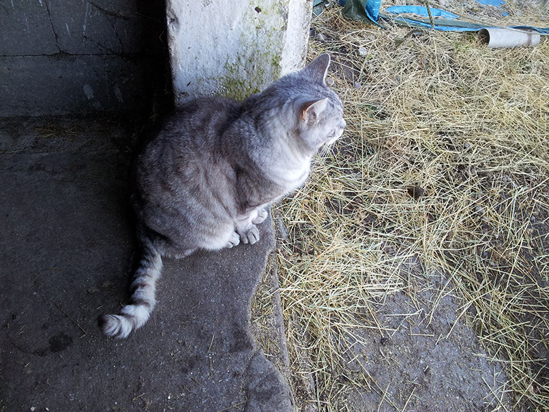 Hannibal helping me wait for the farrier